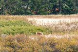 single adult deer walking through a field covered in tall grass