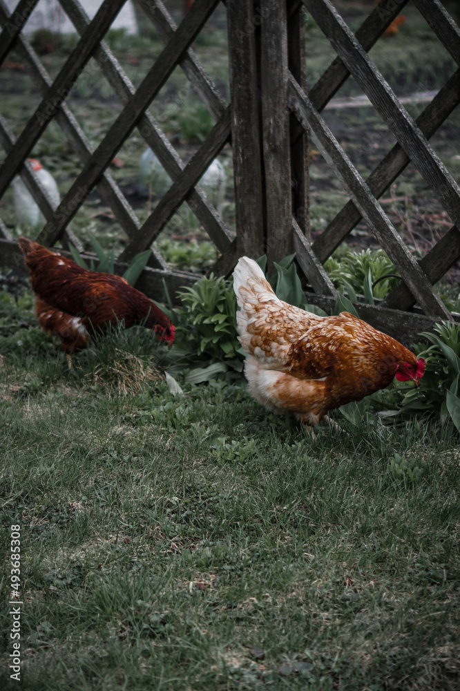 Fototapeta premium range chicken