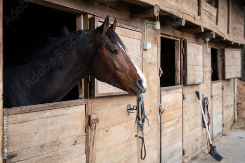 Beautiful brown horse in stable box looking out through its wooden window, outdoors shot