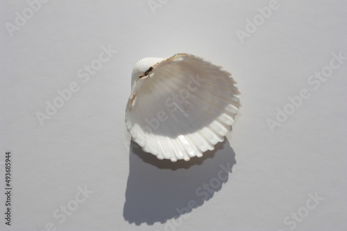 Seashell of bivalve mollusc tuberculate cockle or rough cockle, Moroccan cockle (Acanthocardia tuberculata) on a neutral background. Place of find: Aegean Sea, Greece, Halkidiki photo