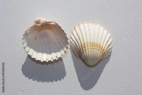 Seashell of bivalve mollusc tuberculate cockle or rough cockle, Moroccan cockle (Acanthocardia tuberculata) on a neutral background. Place of find: Aegean Sea, Greece, Halkidiki