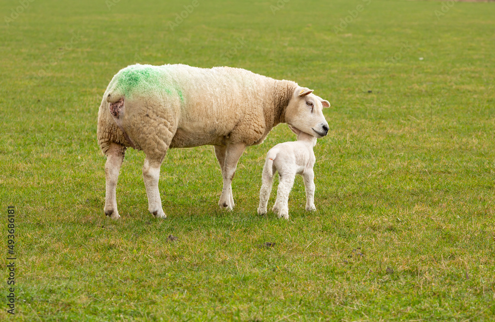 Texel Ewe, a female sheep, with her newborn lamb. A tender moment between mother and baby lamb in green meadow. Concept: a mother's love. Landscape, Horizontal. Space for copy Texel Ewe, a female sheep, with her newborn lamb. A tender moment between mother and baby lamb in green meadow. Concept: a mother's love. Landscape, Horizontal. Space for copy