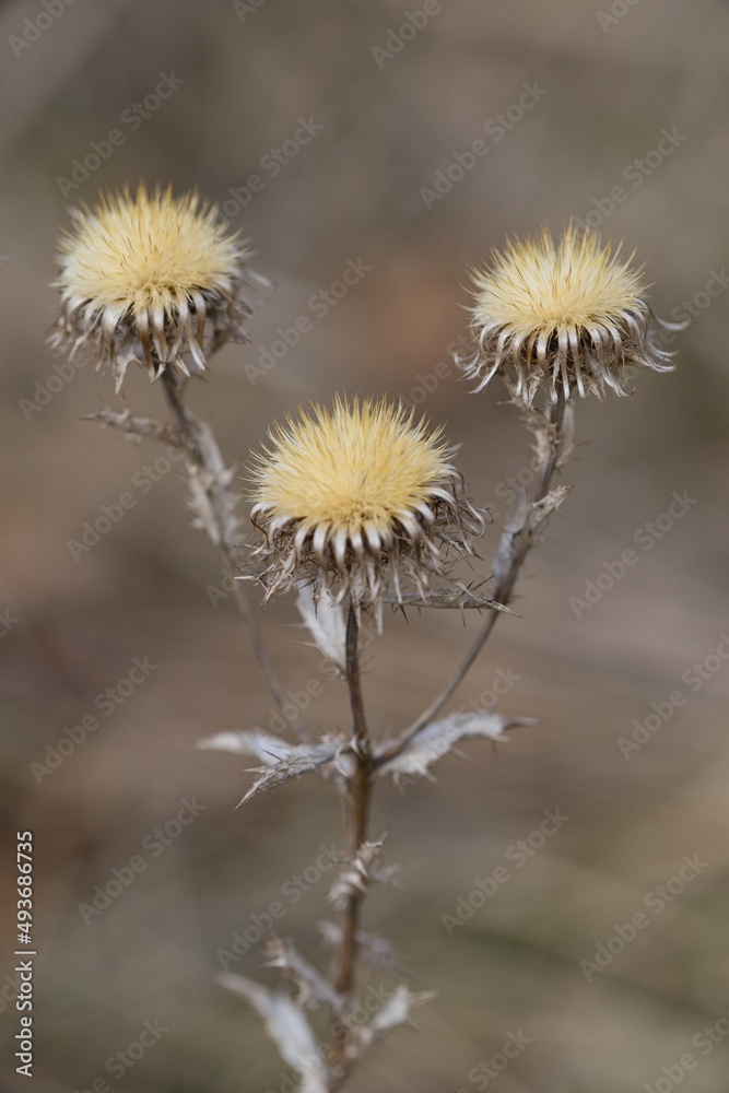 Withered flower in the meadow, dry thistle Withered flower in the meadow, dry thistle