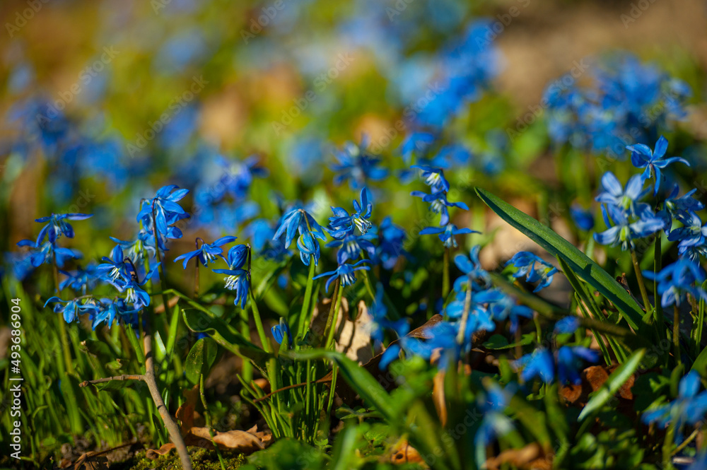 Fototapeta premium scilla siberica, Blue scilla siberica flowers close up with green vertical
