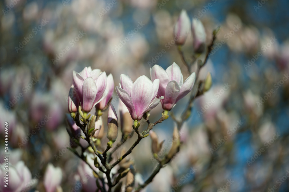 saucer magnolia, Magnolia Flowers On Tree Branch saucer magnolia, Magnolia Flowers On Tree Branch