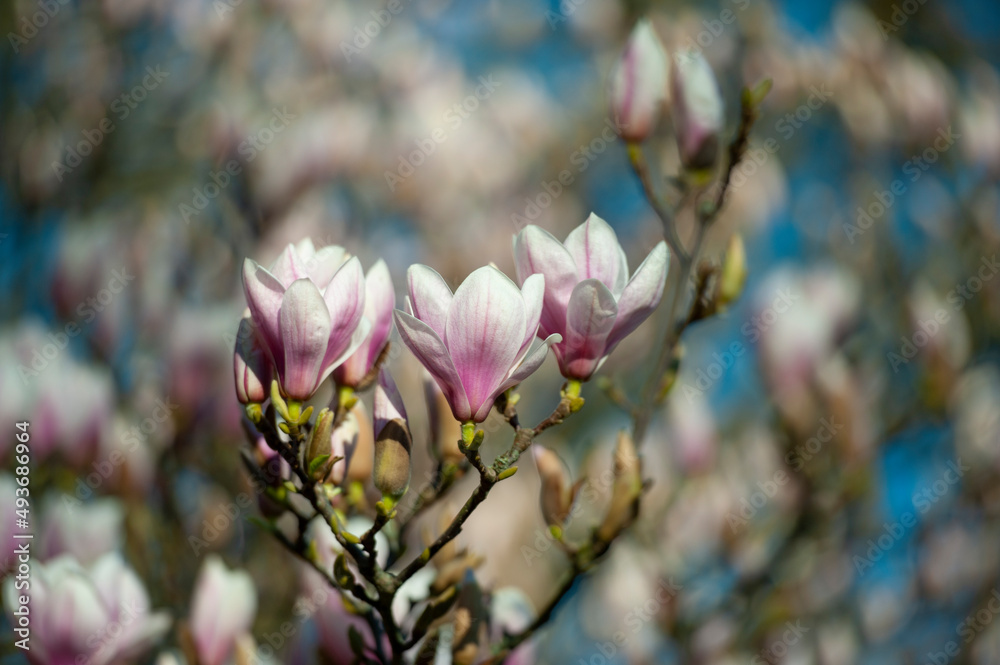 Fototapeta premium magnolia tree blossom in springtime. tender pink flowers bathing in sunlight. warm april weather