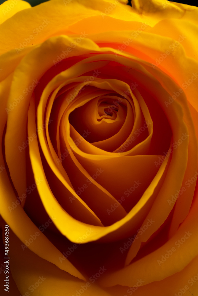 A beautiful close up of a yellow rose in a studio with stunning curves and lines with soft lighting perfect for Wedding or anniversary or valentines 
