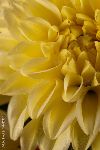 A close up macro of a yellow dahlia flower petals in a studio setting with stunning patterns and textures that form naturally with very soft lighting and bright