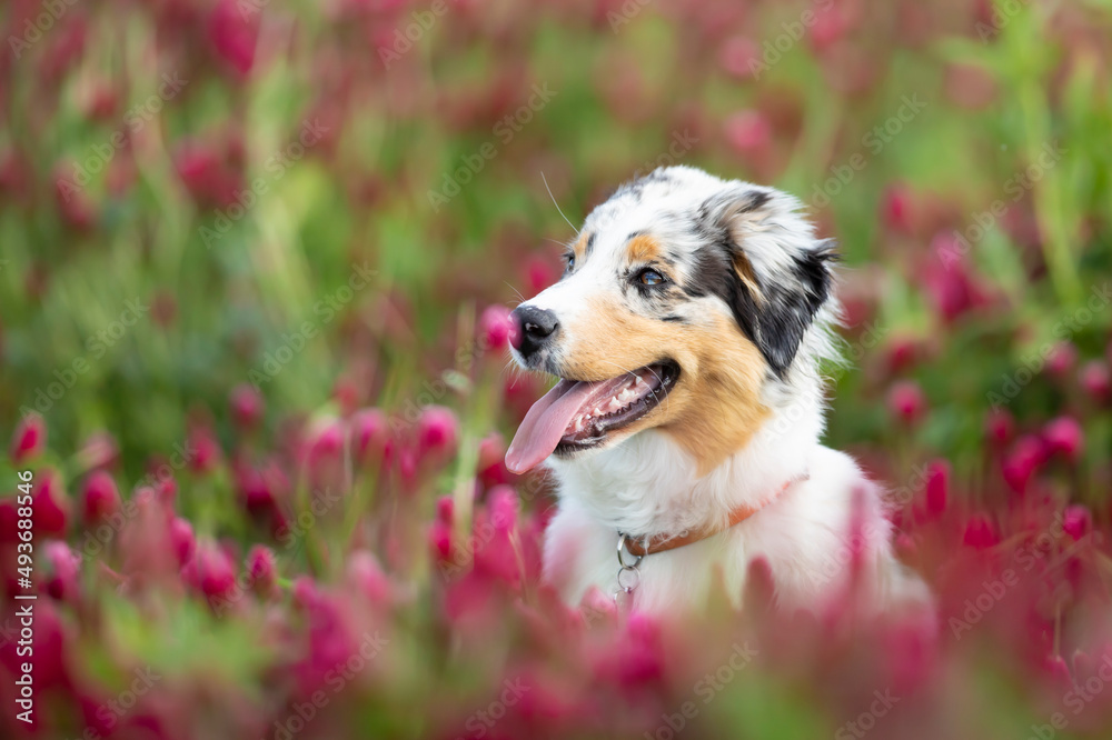 The Australian Shepherd is a breed of herding dog from the United States. Portrait od dog in clover field The Australian Shepherd is a breed of herding dog from the United States. Portrait od dog in clover field