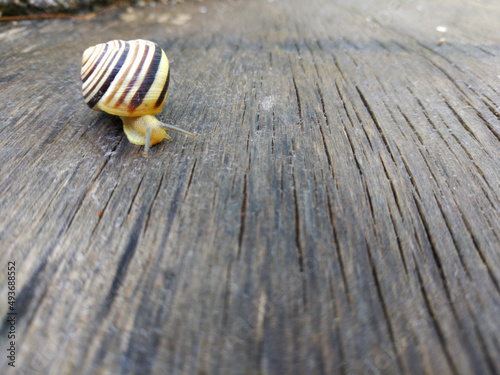 A garden snail with a striped shell crawls along a wooden board, studying the environment with its horns