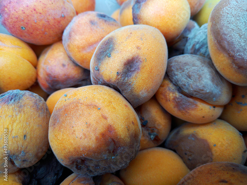 Fotografie natural background of ripe apricots that have begun to rot and mold