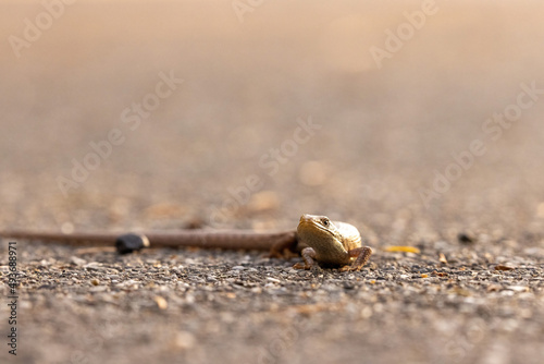 wild lizard walking along on a concrete road