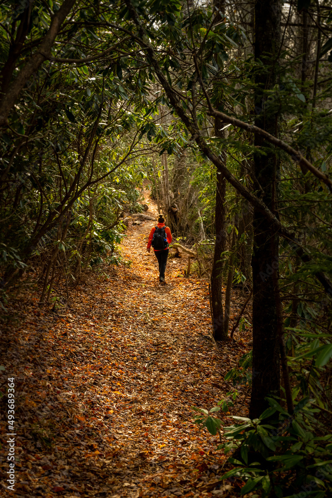 Fototapeta premium Woman Hikes Along Long Narrow Trail of Rhododenron