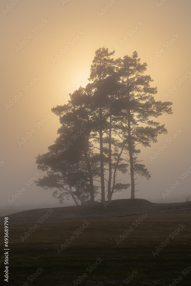 Obraz premium tree in the fog