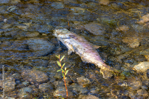 dead fish carcass laying on the bank of a river