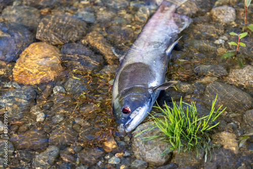 Fototapeta Naklejka Na Ścianę i Meble -  dead fish carcass laying on the bank of a river