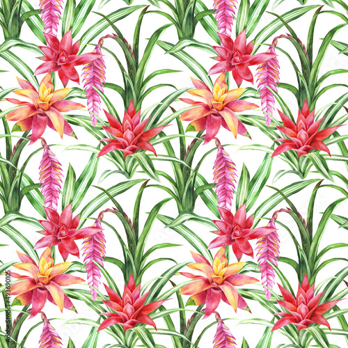Exotic tropical flower. Watercolor seamless pattern of guzmania. White background. Botanical illustration