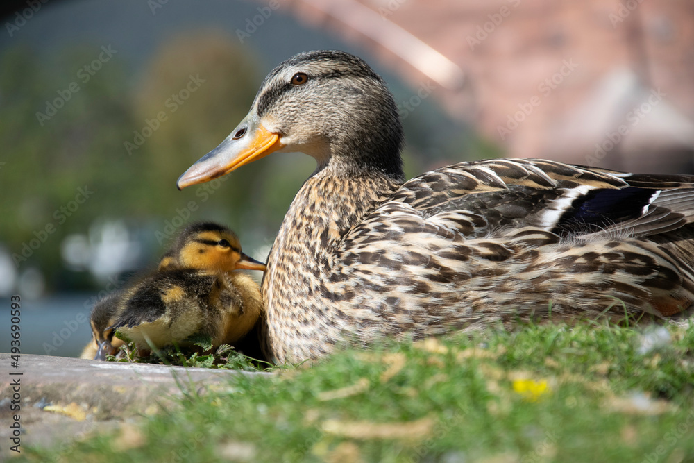 duck and ducklings duck and ducklings