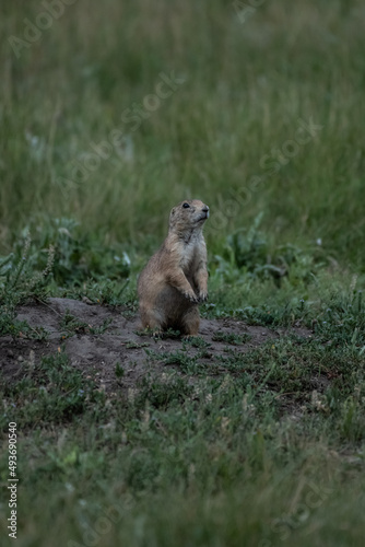 Prairie Dog Stands at Alert At Nest Entrance