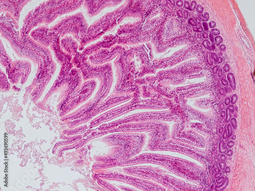 blackbird small intestine cross section under the microscope showing longitudinal muscle, circular muscle, submucosa, mucosa, intestinal villi and lumen - optical microscope x100 magnification