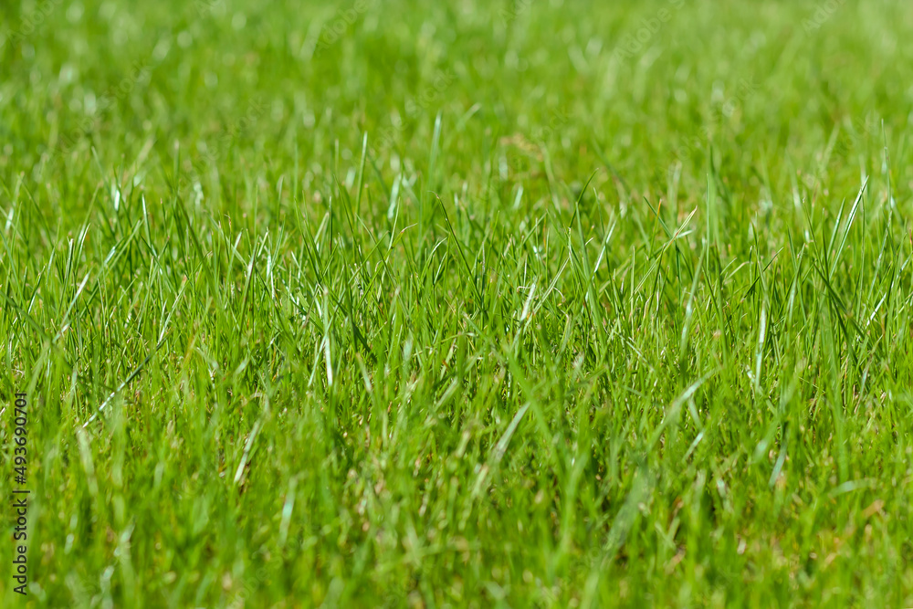 Green grass background