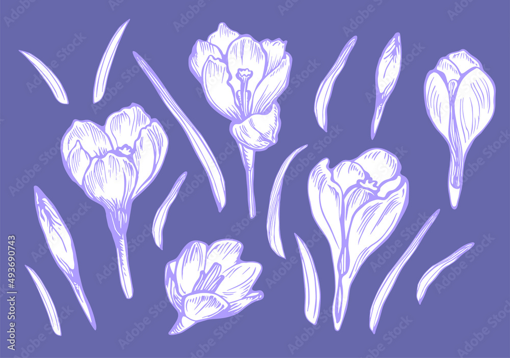 Vector set of spring flowers Crocus drawn by hand on trendy very peri isolated. Design elements in engraving style for springtime concept, greeting card, invitation, fliers, fabric, textile, package. Vector set of spring flowers Crocus drawn by hand on trendy very peri isolated. Design elements in engraving style for springtime concept, greeting card, invitation, fliers, fabric, textile, package.