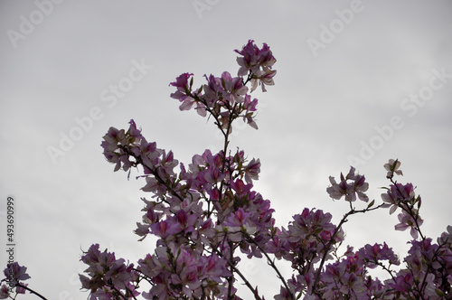 Flowering of the Bauhinia Orchid tree in spring. High quality photo photo