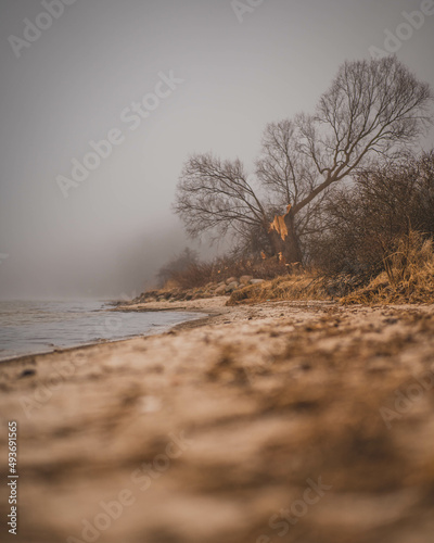 A view of the hazy beach in Rzucewo and a damaged tree. photo