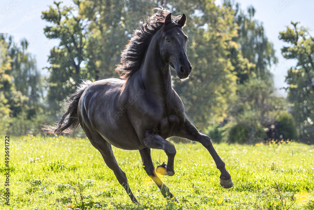 Portrait of a back Pura Raza Espanola horse galloping on a meadow Portrait of a back Pura Raza Espanola horse galloping on a meadow