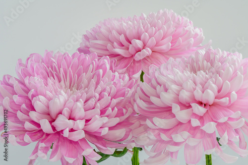 pink chrysanthemum flowers