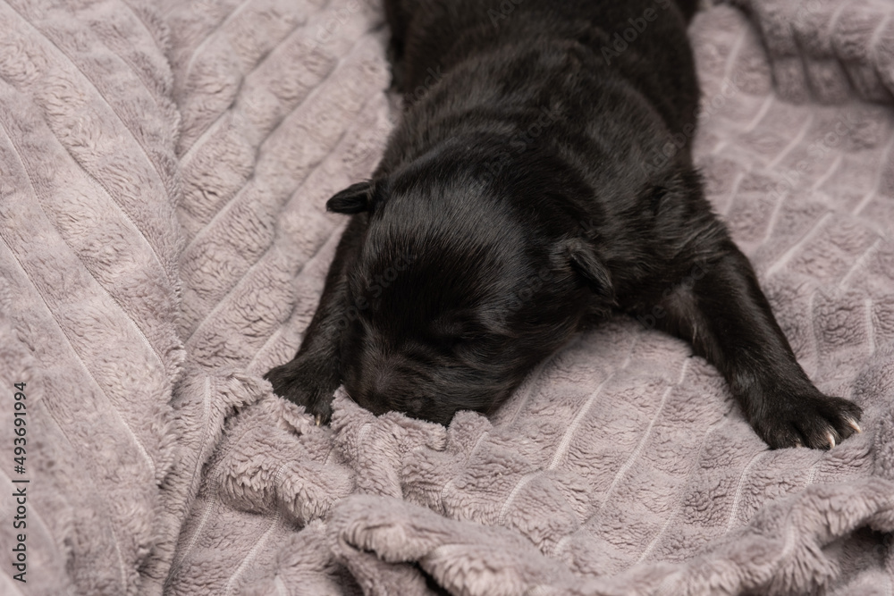 newborn blind puppy with closed eyes lies on a gray plaid newborn blind puppy with closed eyes lies on a gray plaid