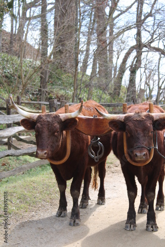 Two young oxen walking along a path