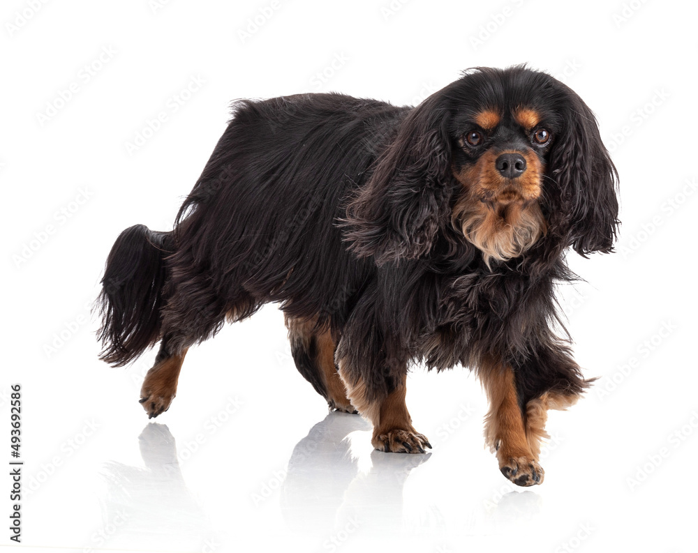 Cavalier king charles spaniel dog standing