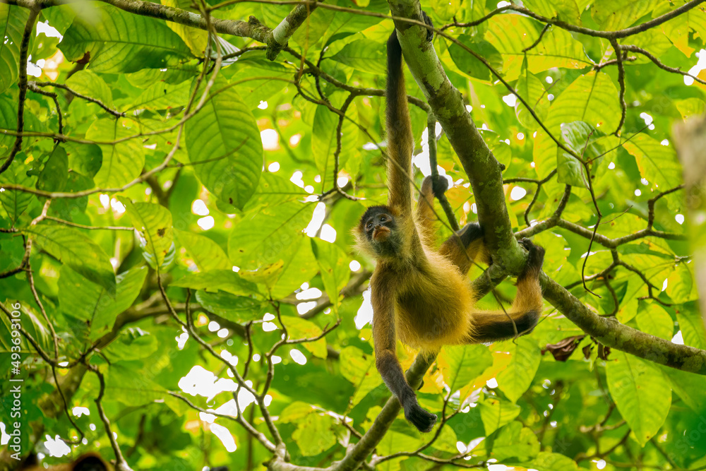 Naklejka premium Central American Spider Monkey moves through the trees