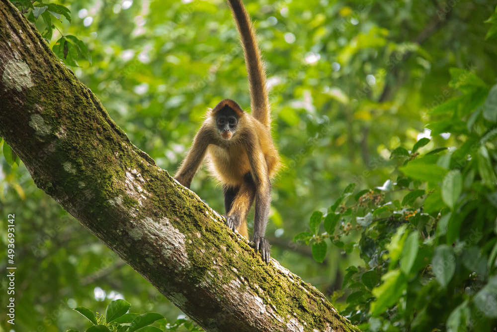 Central American Spider Monkey moves through the trees
