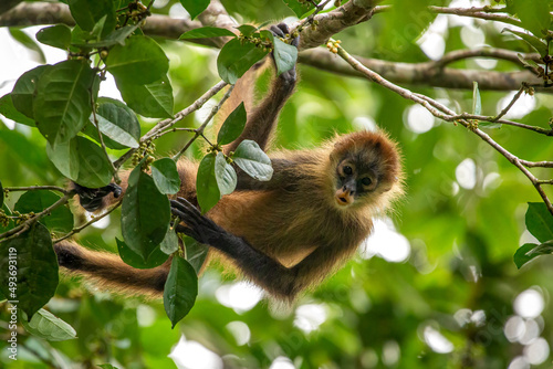 Photography Central American Spider Monkey moves through the trees
