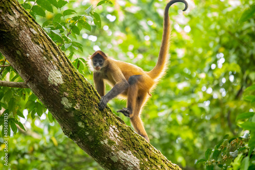 Central American Spider Monkey moves through the trees
