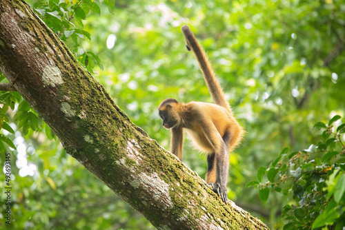 Central American Spider Monkey moves through the trees