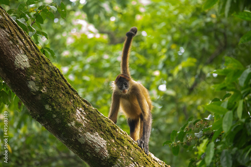 Central American Spider Monkey moves through the trees © John