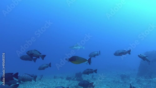 Shark swimming with reef fishes . Maldives underwater wildlife photo