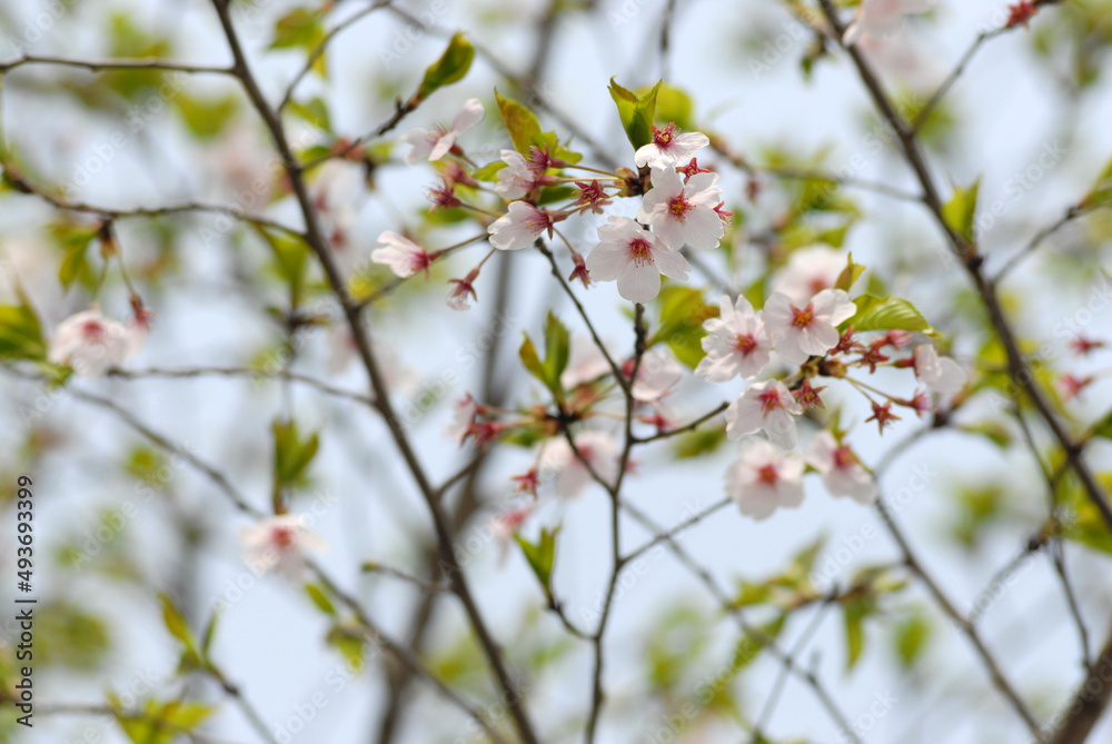 葉桜 花模様 葉桜 花模様