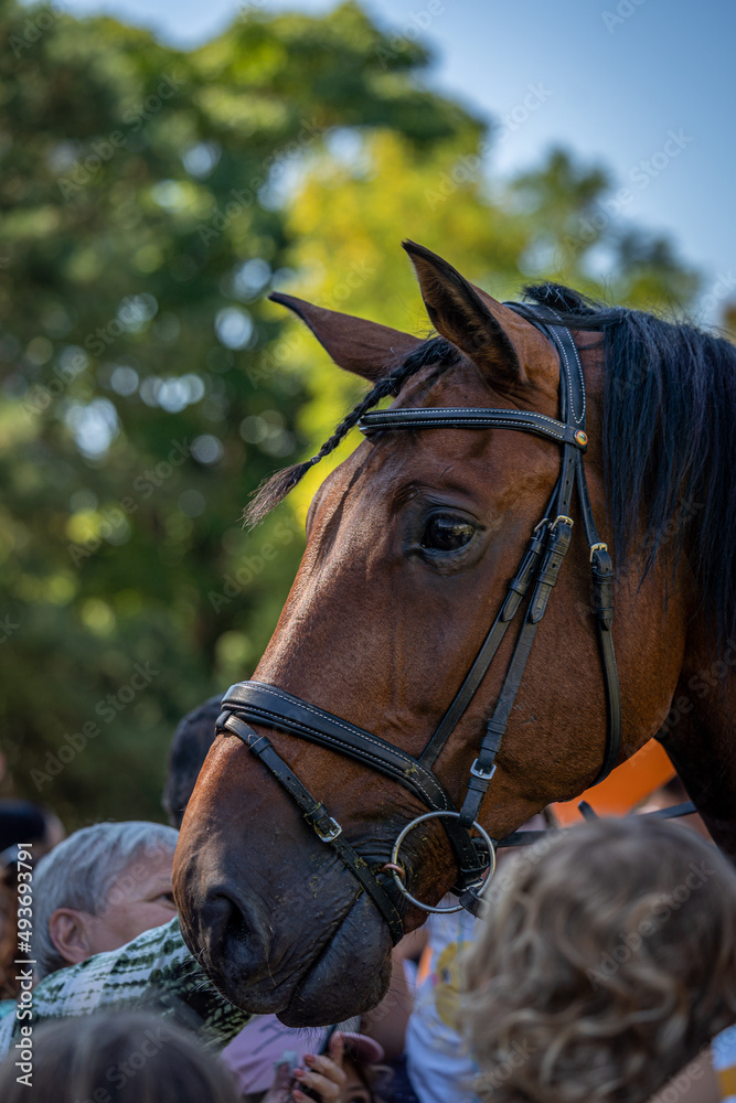 Obraz premium portrait of a brown beautiful horse