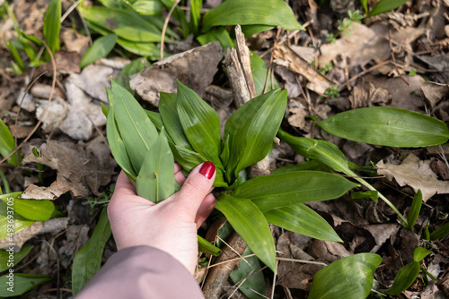PIcking Fresh young wild garlic in the nearest forest
