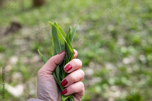 PIcking Fresh young wild garlic in the nearest forest