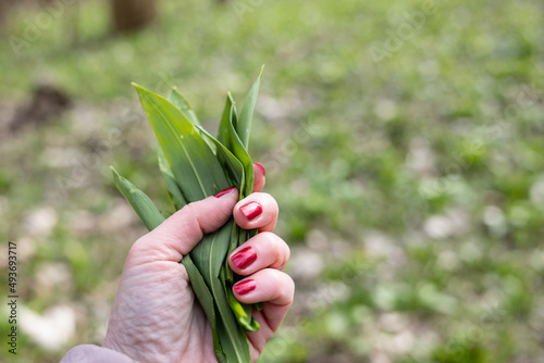 PIcking Fresh young wild garlic in the nearest forest