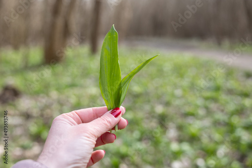PIcking Fresh young wild garlic in the nearest forest