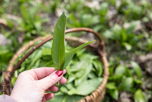 PIcking Fresh young wild garlic in the nearest forest