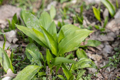 PIcking Fresh young wild garlic in the nearest forest