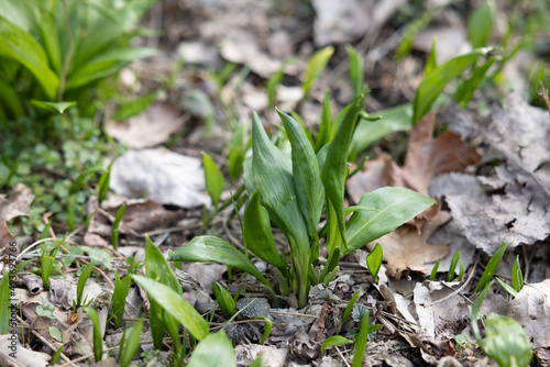 PIcking Fresh young wild garlic in the nearest forest