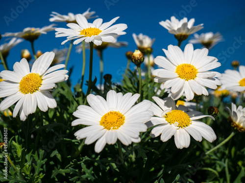 detail of a group of daisies on a blue sky background